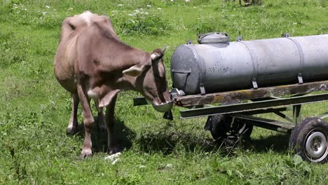 Pasto-De-Vacas-En-Los-Alpes