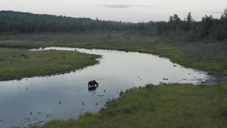 el alce se detiene en un arroyo serpenteante para beber agua, antena estática