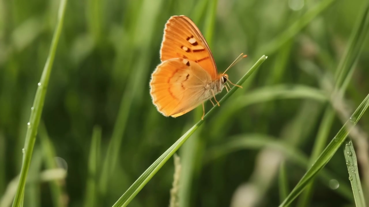 Farfalla arancione posata su un filo d'erba, bokeh verde tenue e goccioline di rugiada, ali delicate e traslucide