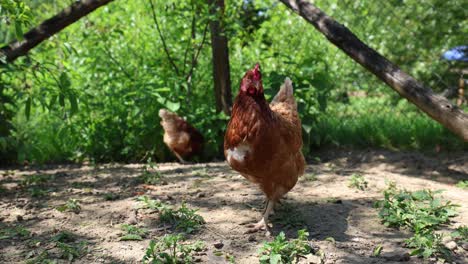 many red chickens on a summer day in the village