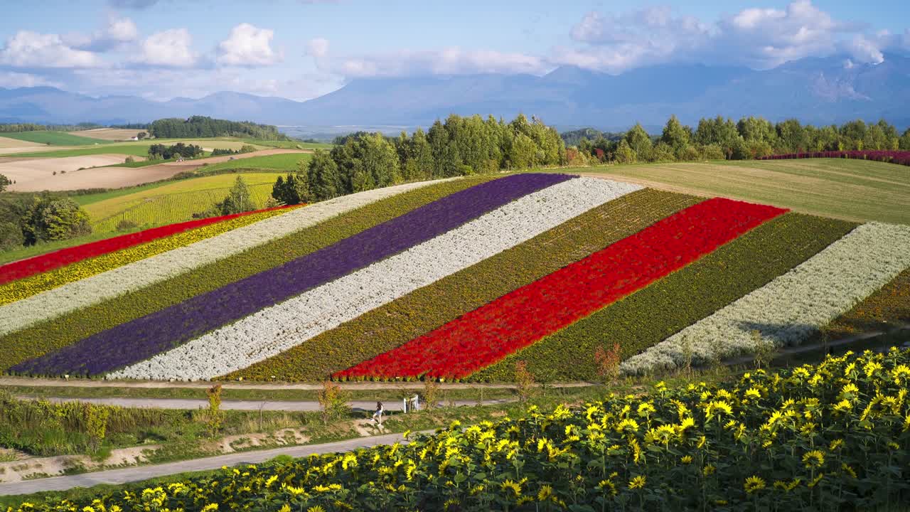 호카이도 비에이 시에 있는 시키사이 노 오카 꽃 정원의 4k 타임 스