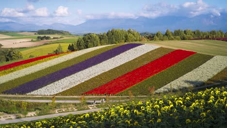 4k time lapse of shikisai no oka flower garden in biei town, hokkaido