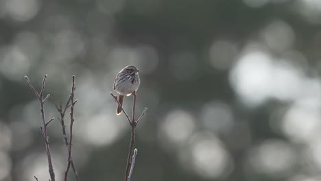 Song-Sparrow-singing-alone-on-a-branch-in-the-middle-of-an-orchard