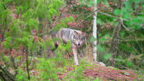 Hungriger-Wolf,-Der-An-Einem-Bewölkten-Sommertag-In-Einem-Wald-Herumschleicht---Panoramasicht