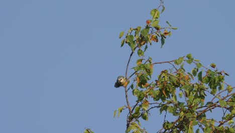 Blaumeise-Thront-Auf-Zweig-Gegen-Blauen-Himmel-Und-Fliegt-Davon