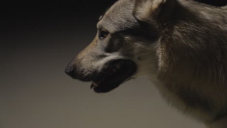 wolfhound in dark studio environment