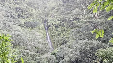 una cascada aislada que fluye a través del corazón de un denso y exuberante bosque