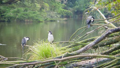 a pied shag colony sitting on a bunch of branches over a calm, still lake