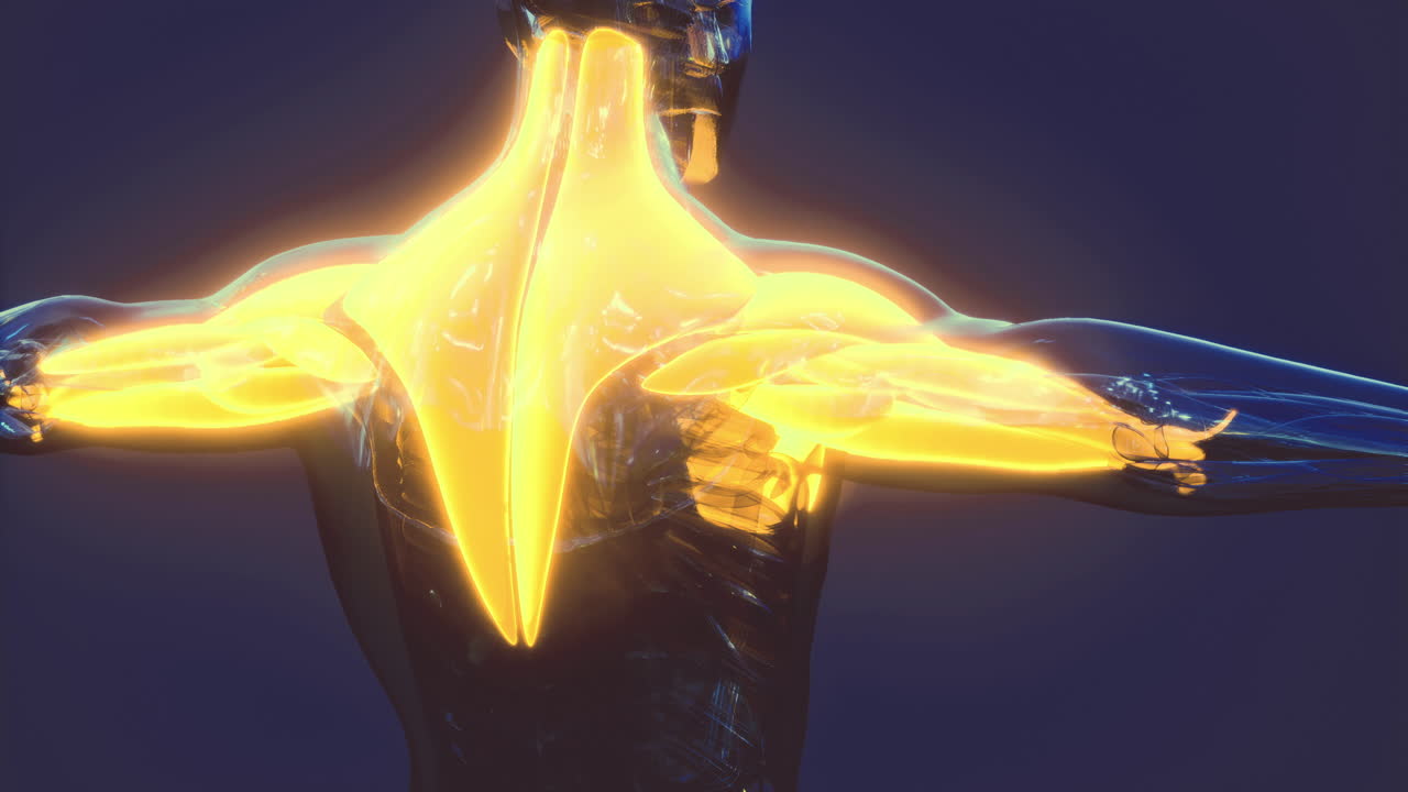 Exploring the detailed anatomy of human body muscles in vivid illustration