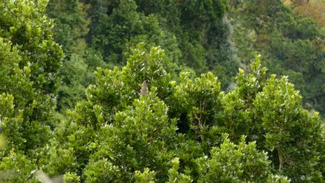 grey bird in a vibrant green tree top looking around and posturing