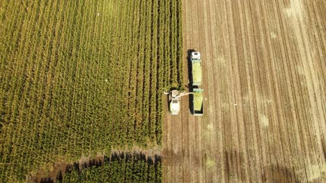 drone superior disparado sobre una cosecha de campo de maíz, garzas de ganado círculo por encima de la combinación. agricultura moderna campo de maiz en la tierra santa de israel