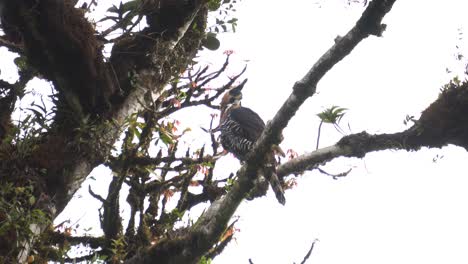 A-beautiful-specimen-of-ornate-hawk-eagle-,-resting-on-a-branch,-inspecting-the-surroundings