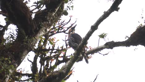 A beautiful specimen of ornate hawk-eagle , resting on a branch, inspecting the surroundings