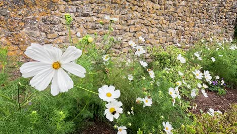 white flowers blooming against a stone wall