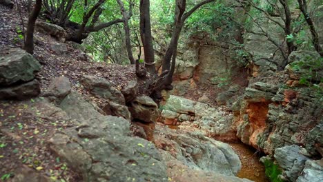 a rocky canyon with oak trees in northern israel