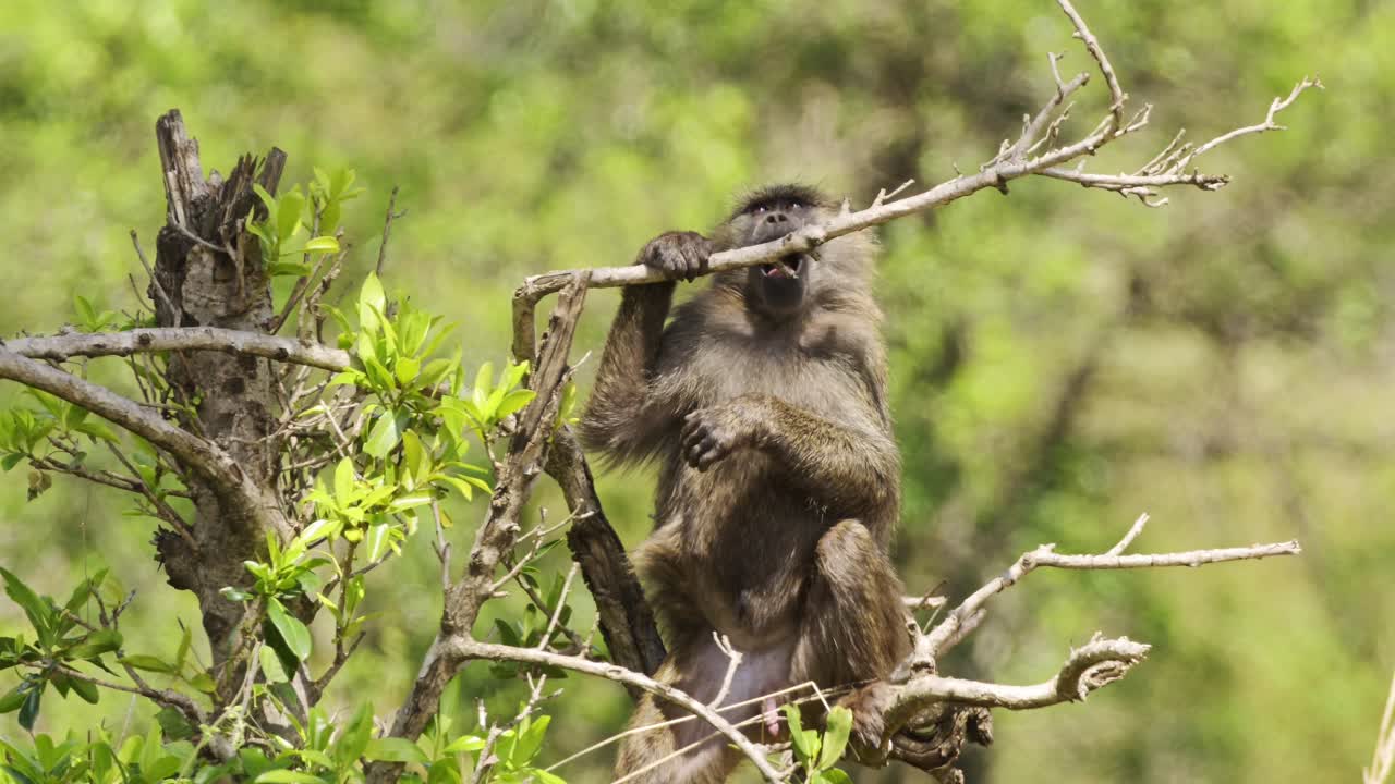 fotografía en cámara lenta de la vida silvestre africana relajada en la reserva nacional de masai mara, babuino acostado en las ramas superiores de un árbol, kenia, áfrica animales de safari en masai mara