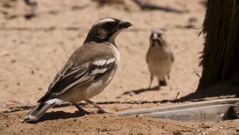 A-white-browed-sparrow-weaver-drinks-from-a-small-plastic-bowl-near-a-tree