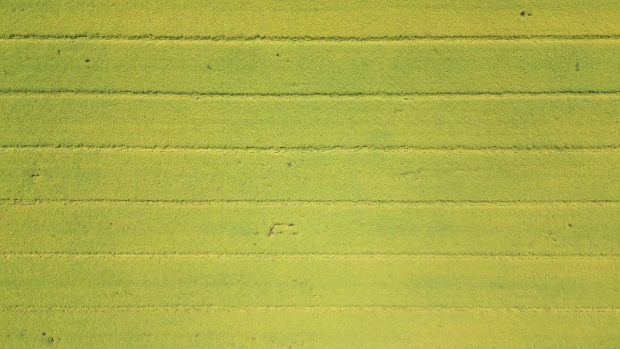 노란색과 초록색으로 다양한 작물의 농업 파일의 추상적인 기하학적 모양