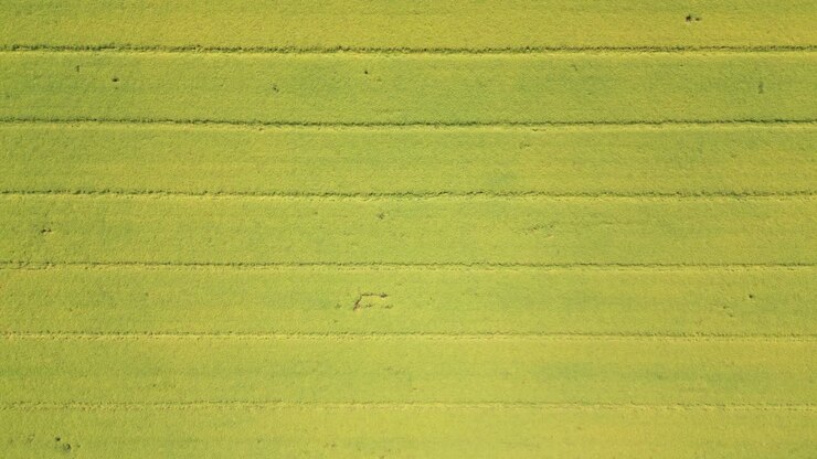 Abstract geometric shapes of agricultural parcels of different crops in yellow and green colors