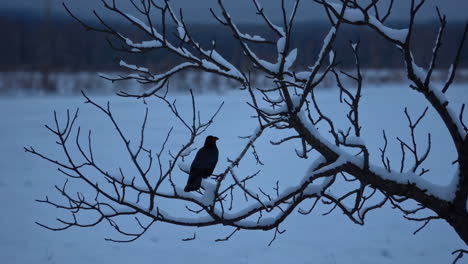 raven on snow-covered branch in winter