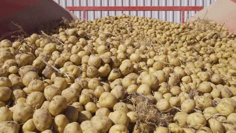 potato harvest, potatoes on conveyor belt.