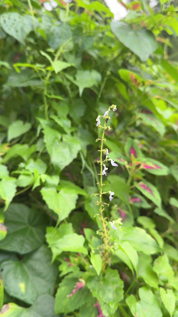Piccolo e delicato fiore selvatico che sboccia in un rigoglioso giardino verde