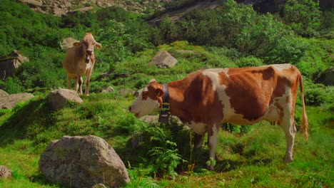 Mittlere-Handaufnahme-Von-Zwei-Kühen-Mit-Glocken,-Die-Zwischen-Felsen-Auf-Grünem-Gras-Am-Fuße-Eines-Berges-Grasen