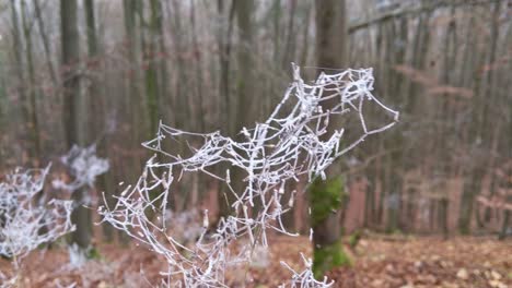 Branches-with-ice-covered-spider-webs-moving-in-the-wind