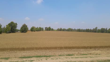 wheat field at sdot negev, israel