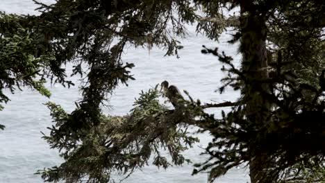 A-Blue-Heron-sitting-in-a-tree-overlooking-the-Pacific-Ocean-while-it-grooms