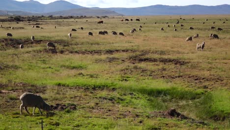 cría de ovejas en el karoo
