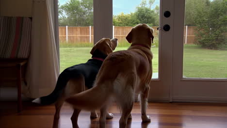 two dogs looking out a glass door into a backyard