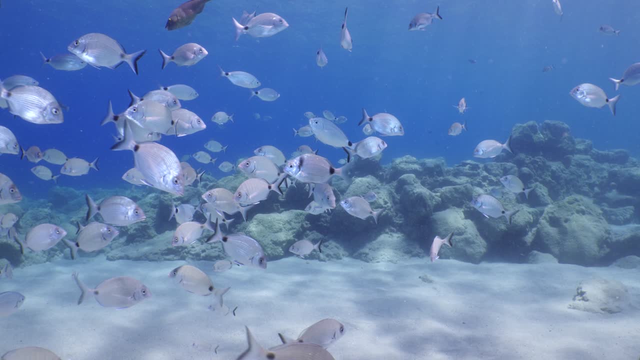 물속의 물고기 풍경 태양 빛 물속의 지중해 바다 빛 편안한 바다 풍경