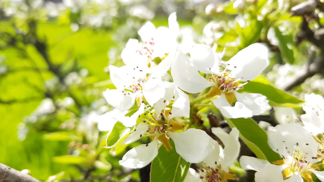 봄 정원에서 꽃이 피는 진주 나무 클로즈업. 가지에  꽃