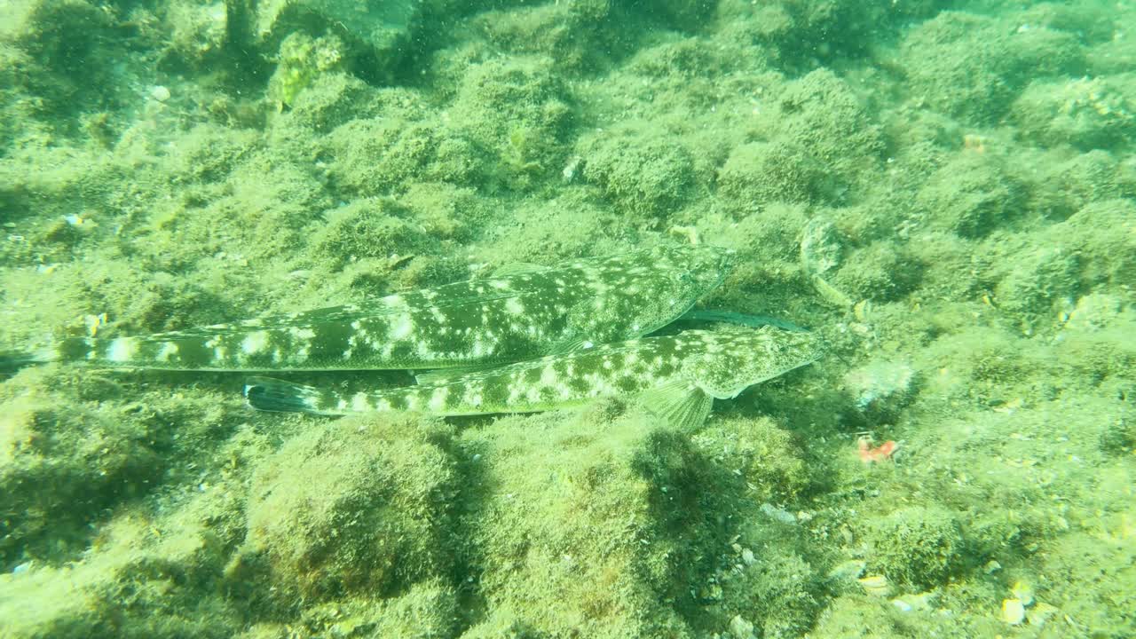 To camouflerede fladhovedfisk (dusky flathead) svømmer yndefuldt over en stenet og sandet havbund i Australien
