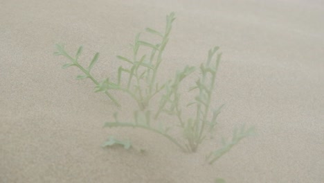 sand blows over a desert flower during a sand storm