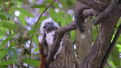 a beautiful, furry white tamarin on a tree branch, scratching his ear - slow motion