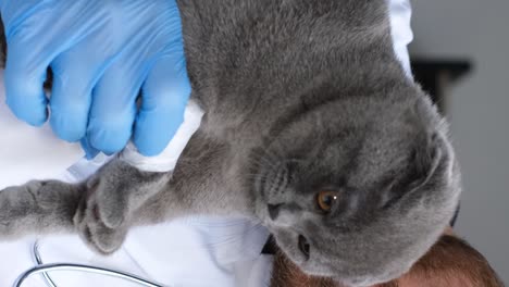 injured scottish fold cat at the veterinarian