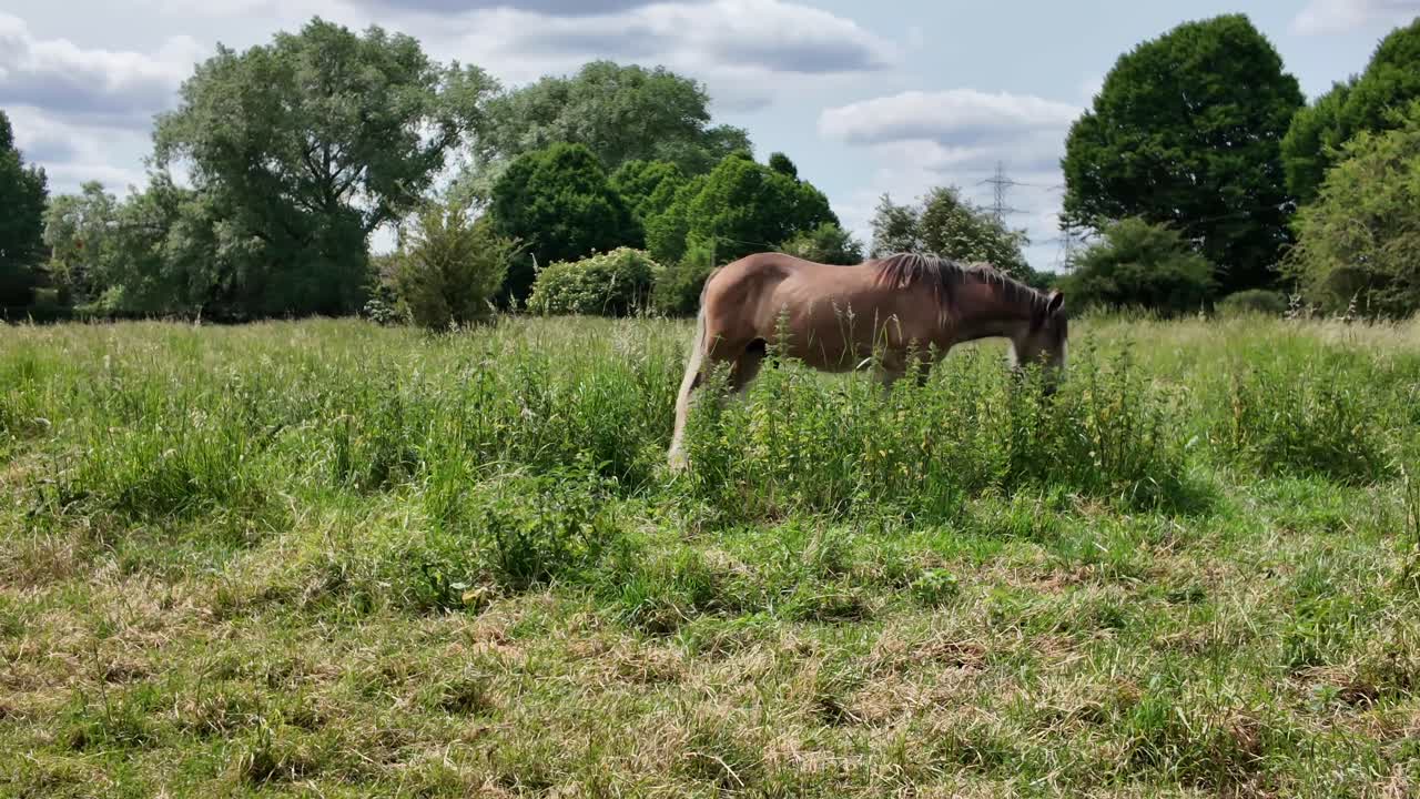 Two horses graze in lush summer field with trees and clouds in handheld view