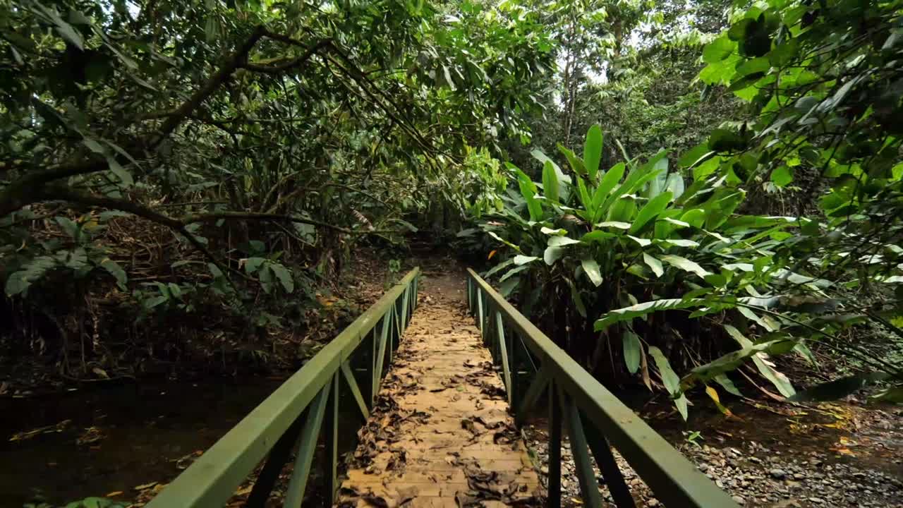 Walking a wooded bridge on a lush jungle path