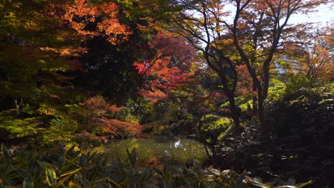 Diapositiva-En-Cámara-Lenta-Dentro-Del-Jardín-Paisajístico-Japonés-Durante-El-Otoño,-Cinematográfica