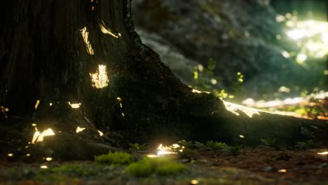 sunlight rays pour through leaves in a rainforest