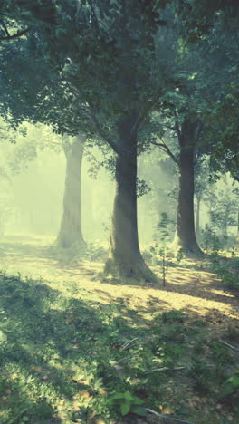 sunlight illuminates a foggy forest path