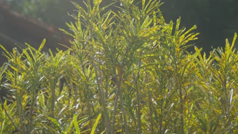 egetation at dawn with a beautiful sun illuminating the yellow-tipped foliage