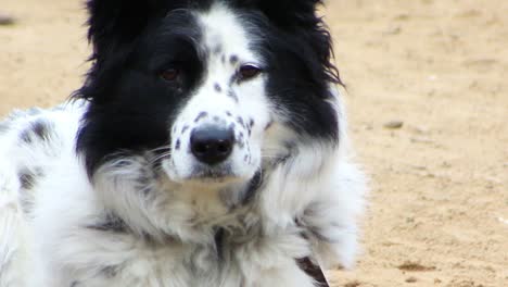 perro blanco manchado con negro alrededor del ojo atado a la cadena