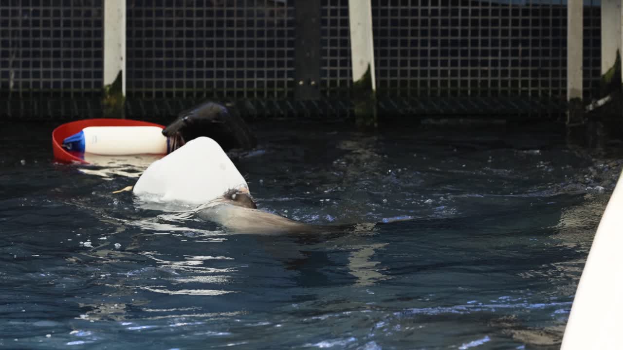 바다사자가 수영장에서 장난감과 함께 어지고 있다