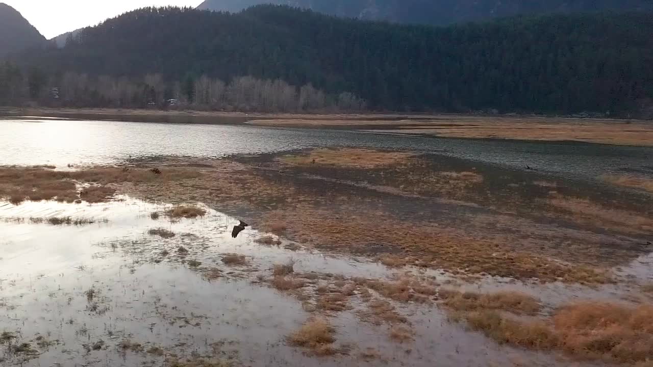 Panning following shot of a bald eagle flying over Chehalis flats during sunset near Harrison Mills, British Columbia, Canada