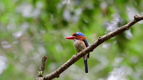 a tree kingfisher and one of the most beautiful birds found in thailand within tropical rain-forests