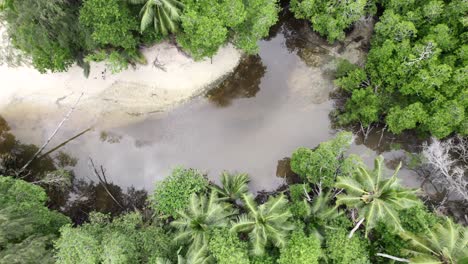 mahe, seychelles amazing drone shot of river over lush vegetations near the shore, coconut palm trees and other tropical plants