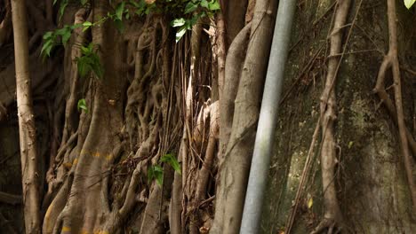 tree roots and vines